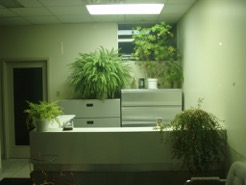 officeplants